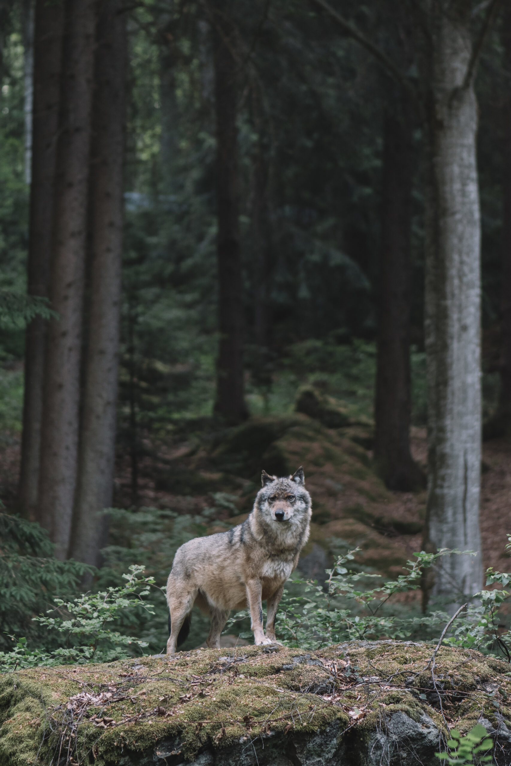 Wolf at Bayerisher Wald national park, Germany